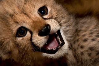 brown baby cheetah wallpapers image