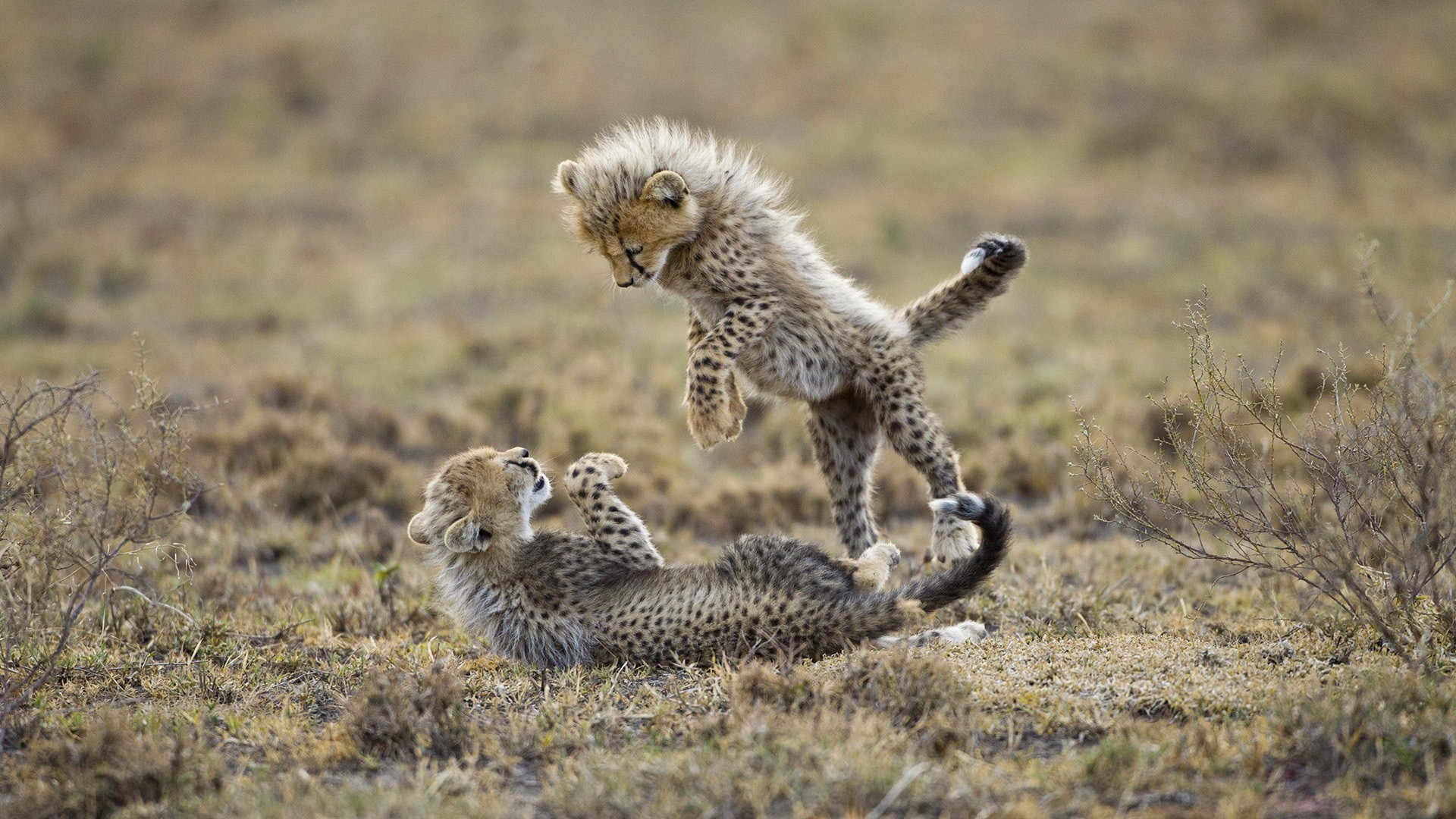 playing baby cheetah wallpaper