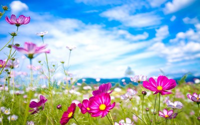 colorful cosmos flower wallpaper