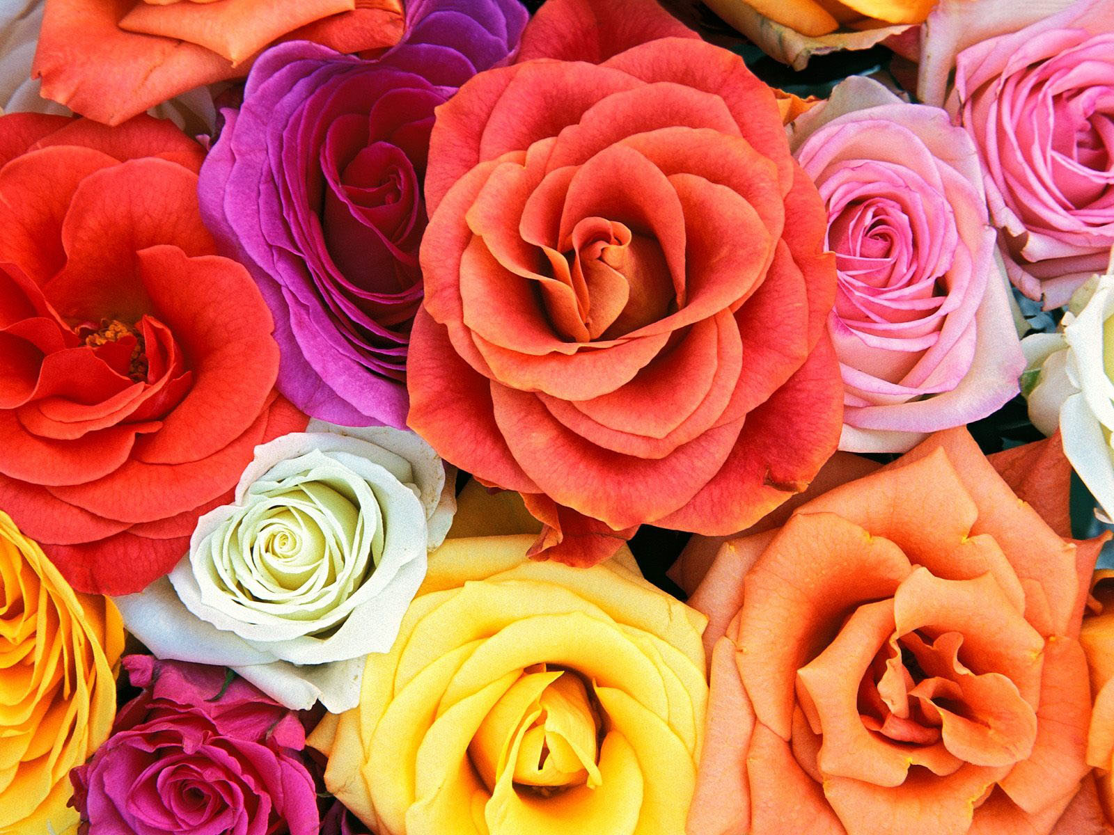 colorful flower wallpaper image