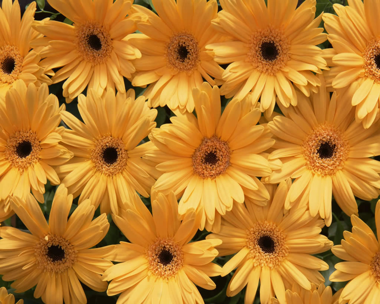 lovely yellow flower image