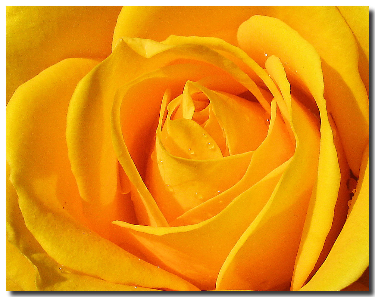 natural yellow flower pic