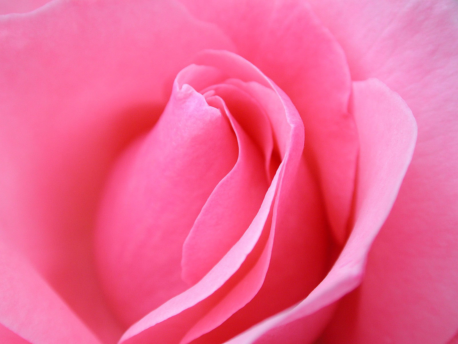 pink flower image pc