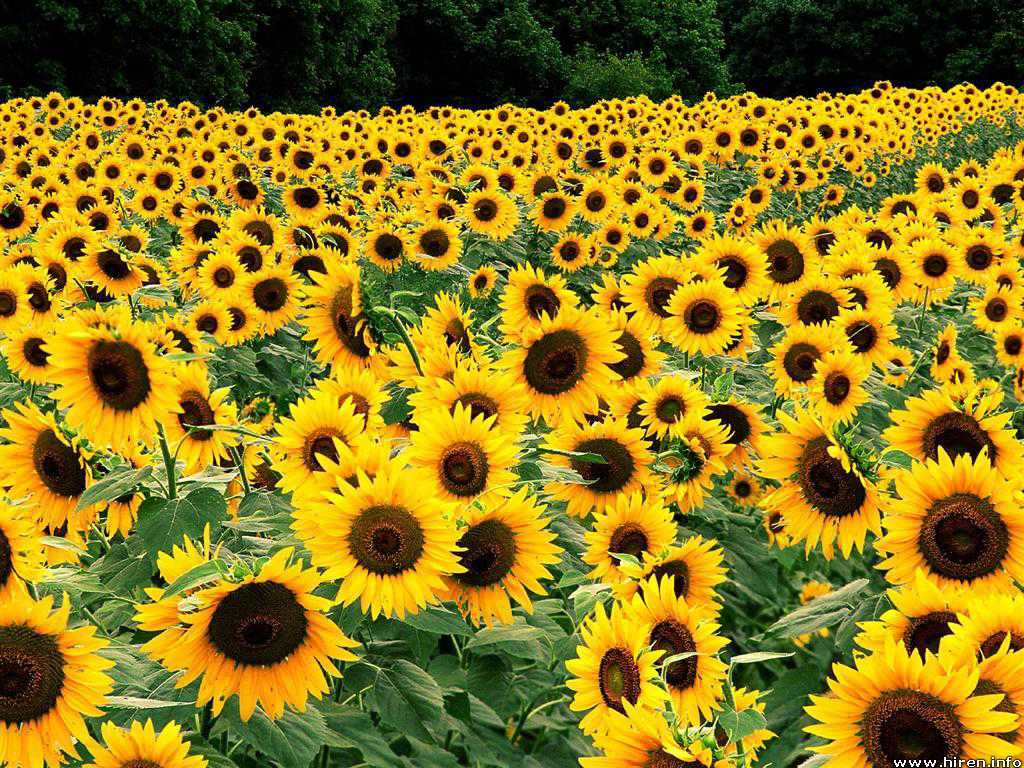 sun flower field yellow flower