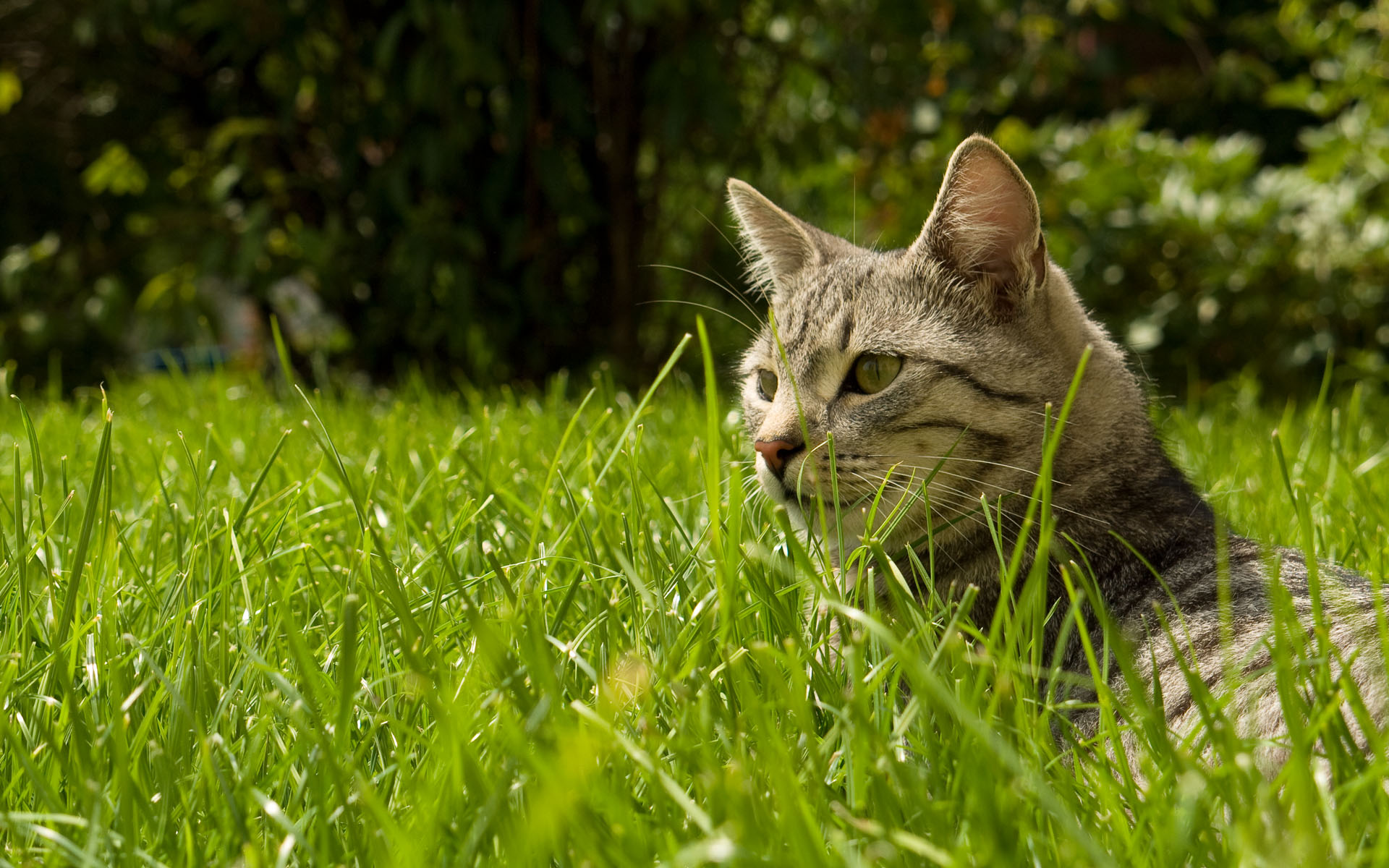 field in cat hd widescreen wallpaper