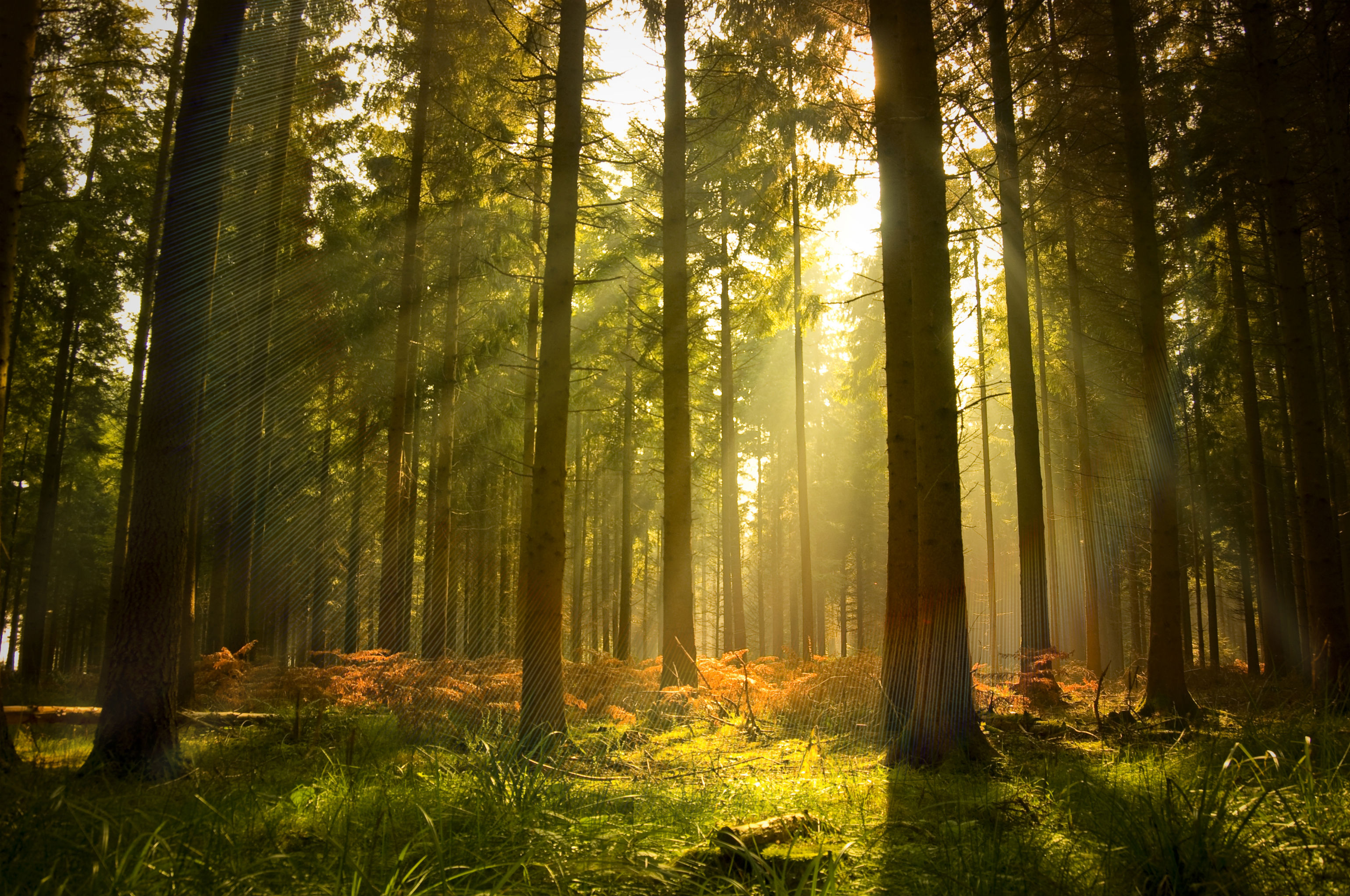 natural forest sun image pc