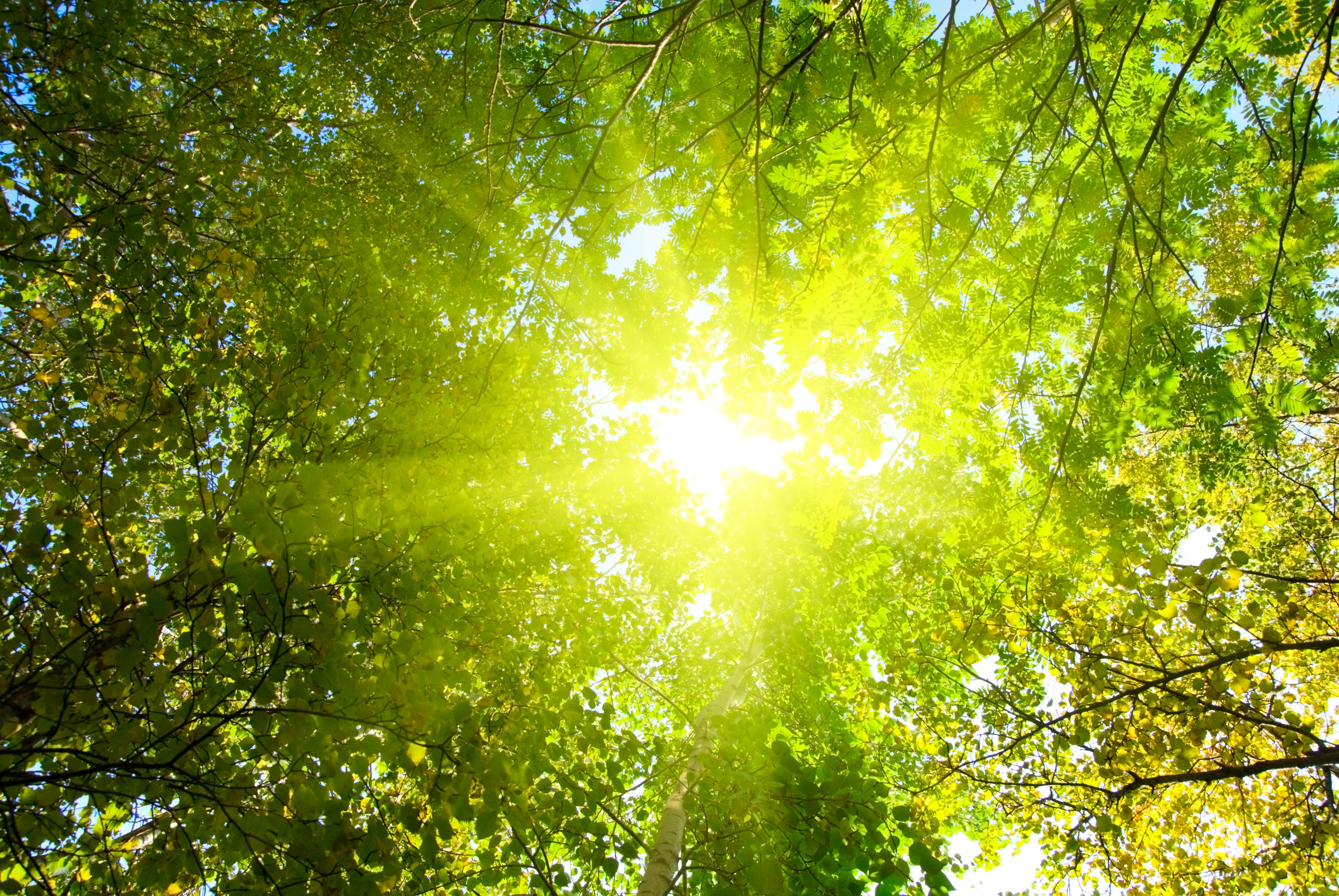 green shine forest sun wallpapers