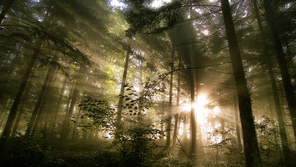 sun through the trees forest sun