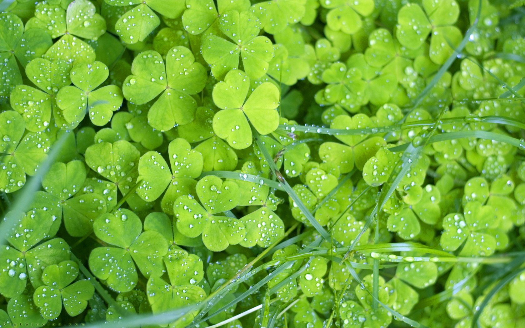 natural green flowers image pc