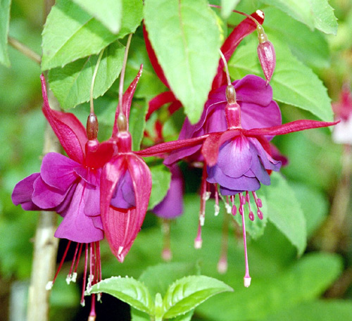 natural look fuchsia flower photos