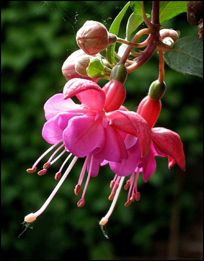 pink fuchsia flower photos