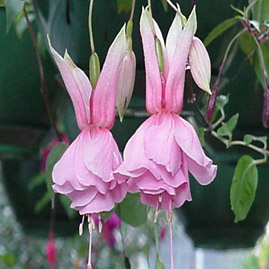 light pink  fuchsia flower photos