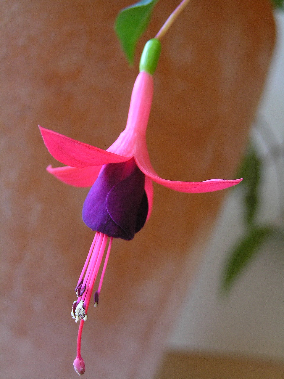 awesome fuchsia flower photos image