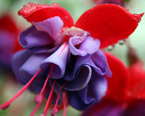 so cute fuchsia flower photos