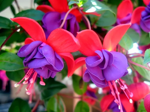 lovely fuchsia flower photos