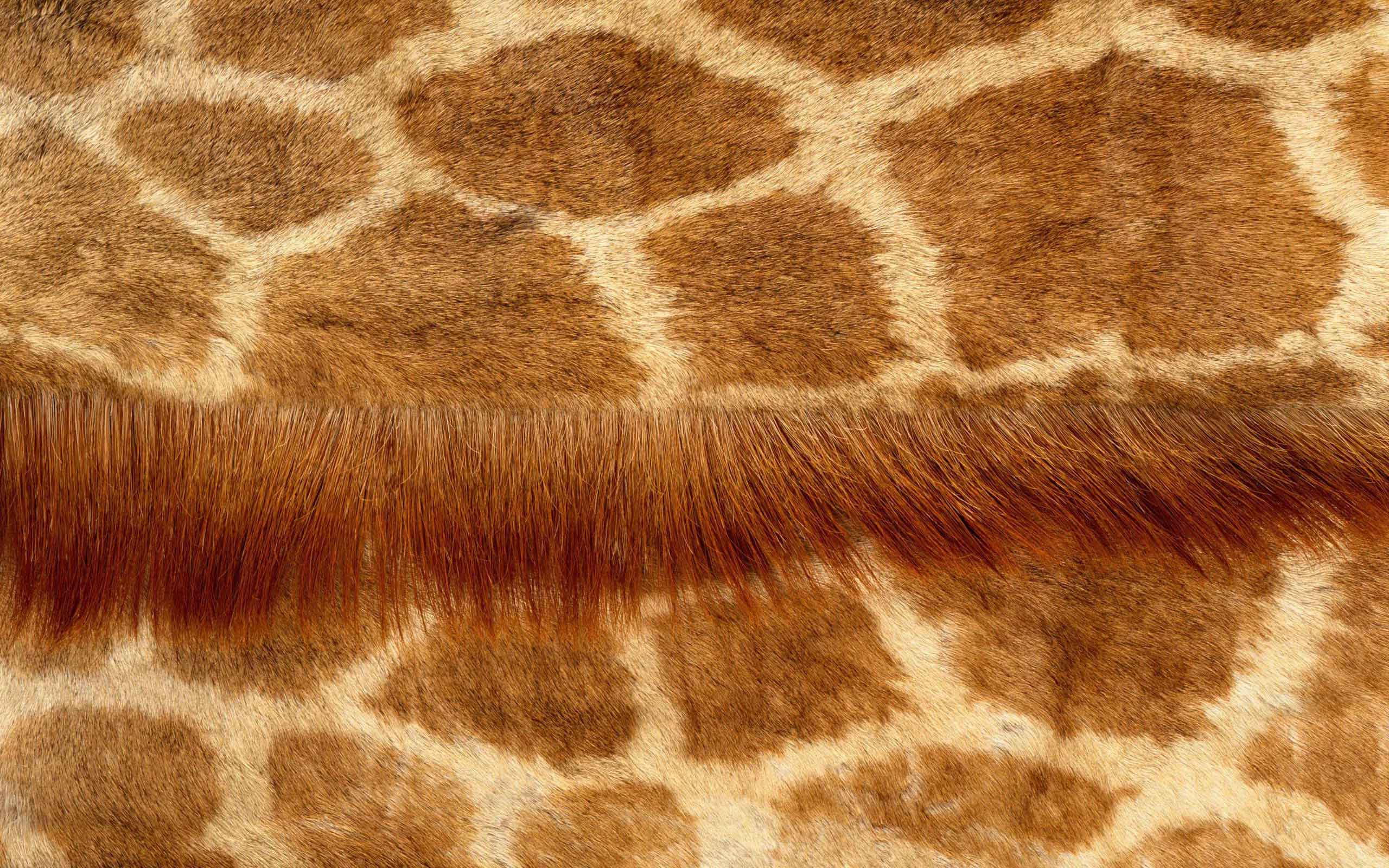 giraff pattern skin wallpapers