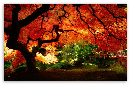 lovely HD autumn image pc