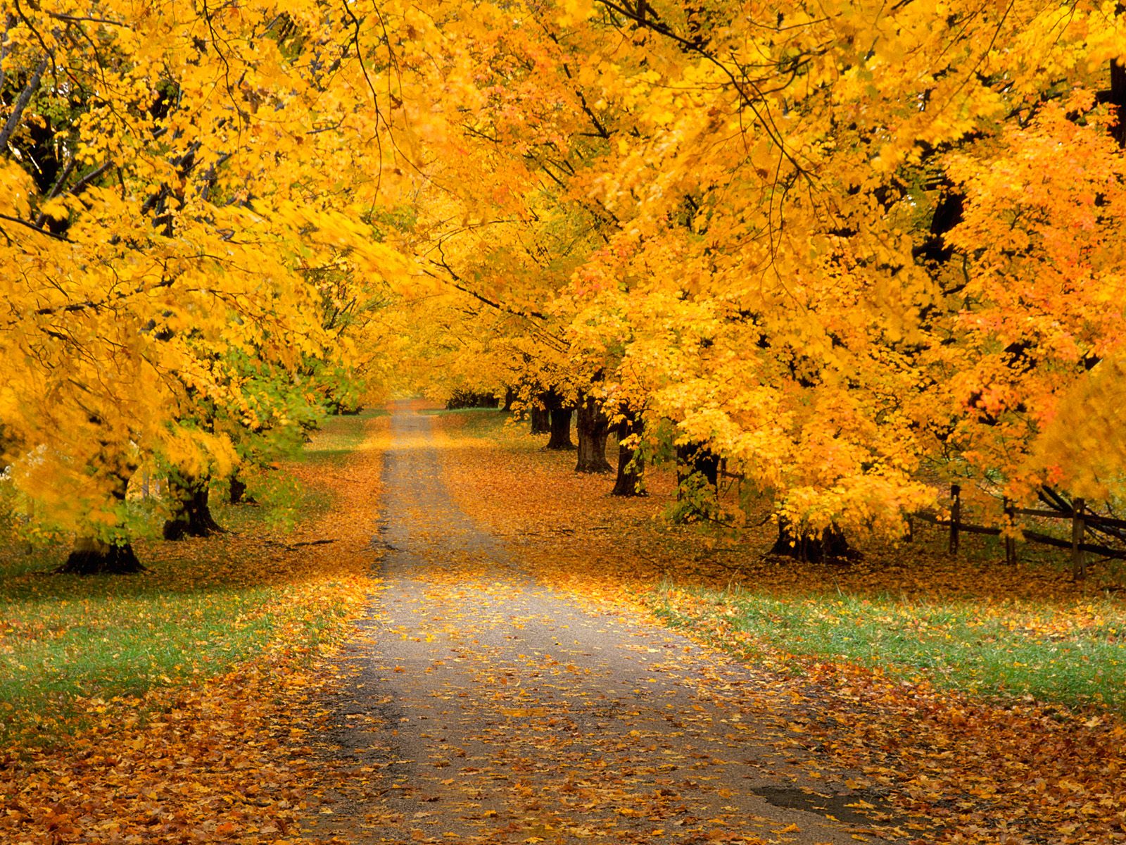 yellow trees HD autumn