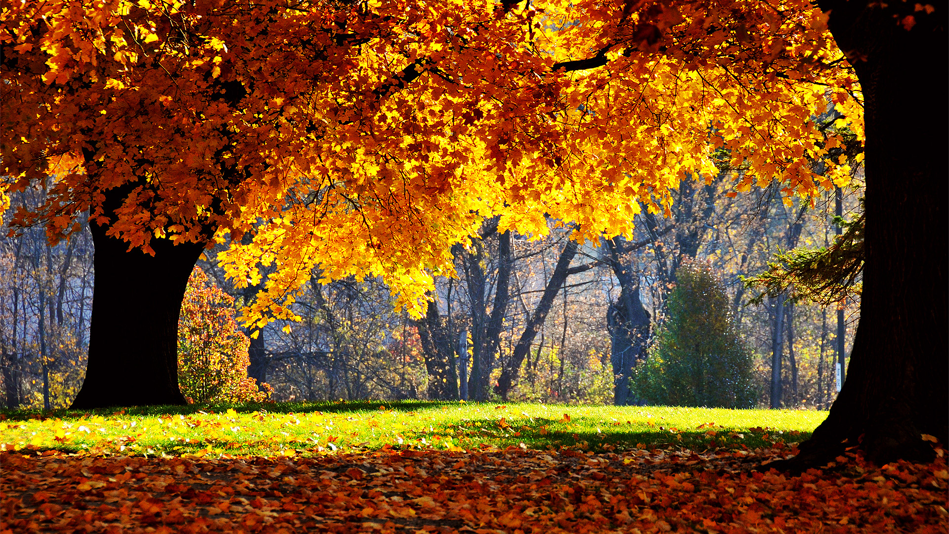 fall colors HD autumn image
