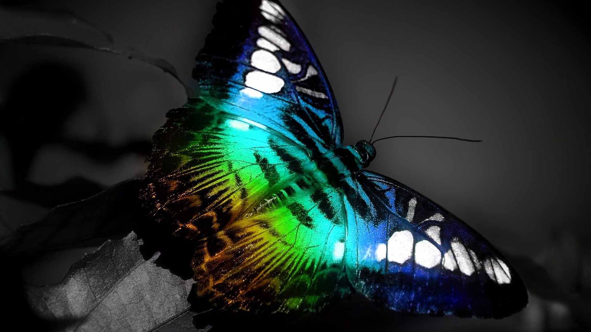 colored butterfly nice HD wallpaper