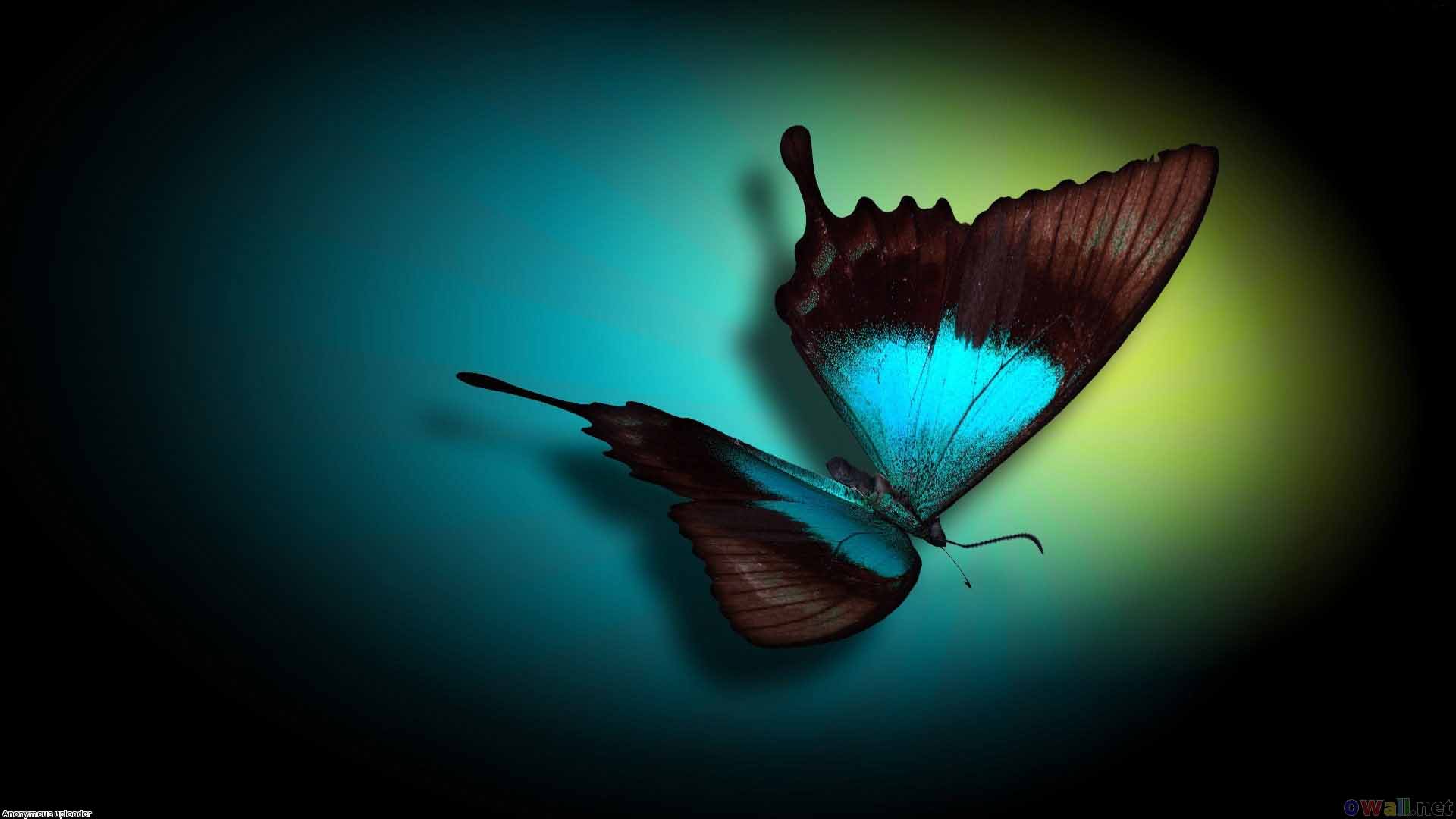 colorful butterlfly nice HD wallpaper