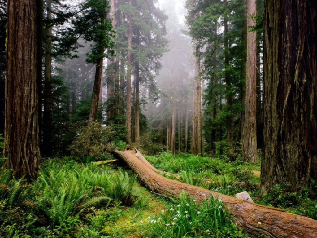 natural beautiful forest photos