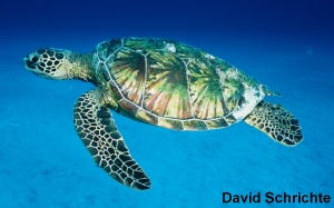 high resolution sea turtle photos