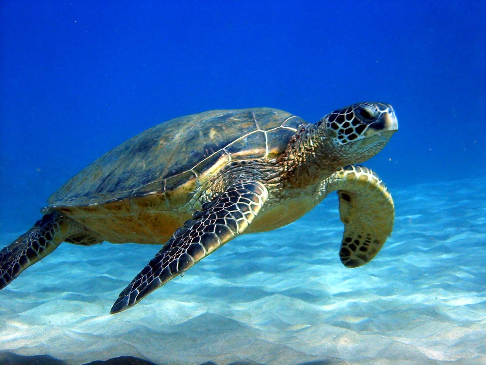 natural sea turtle photos