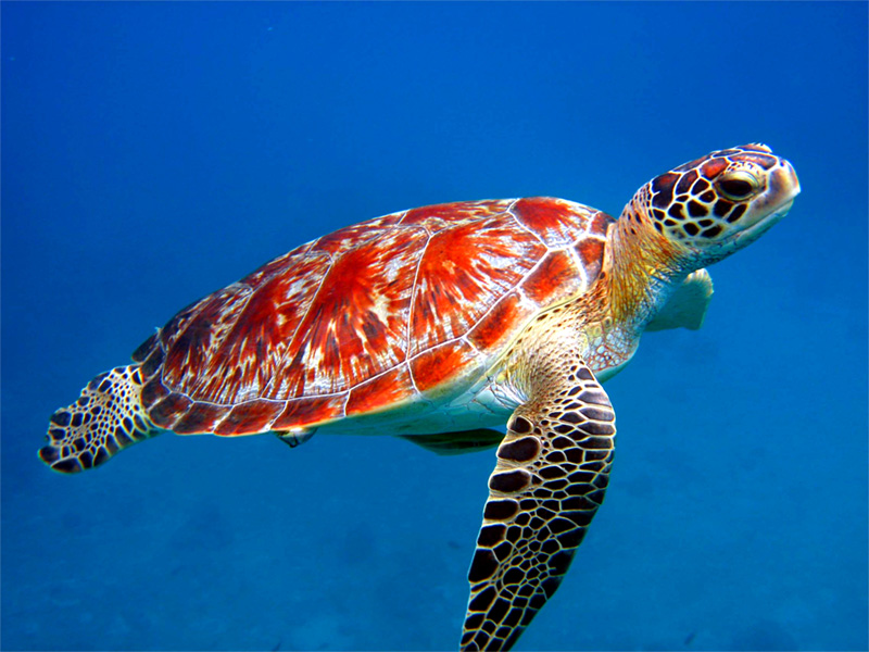 orange sea turtle photos