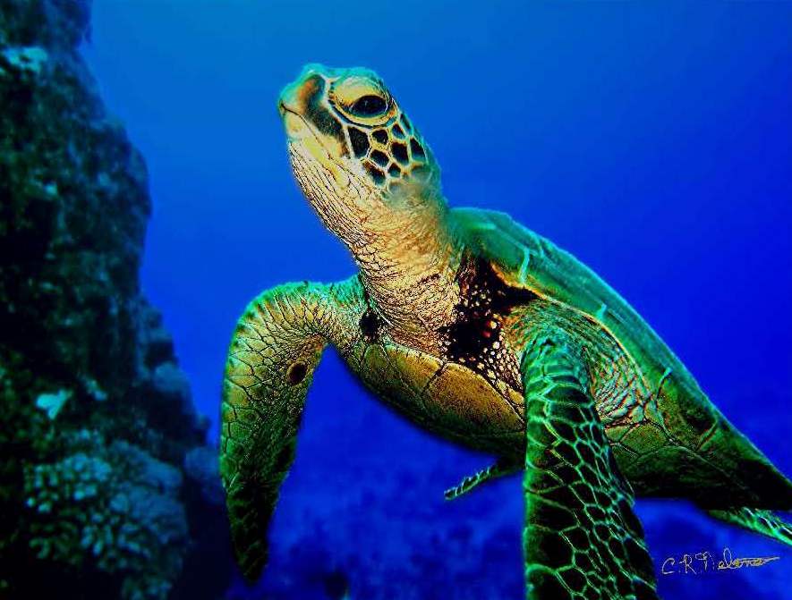 beautiful sea turtle photos