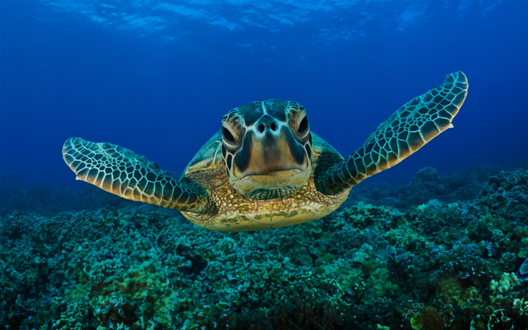 high quality sea turtle photos