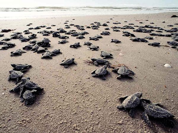 lovely sea turtle photos