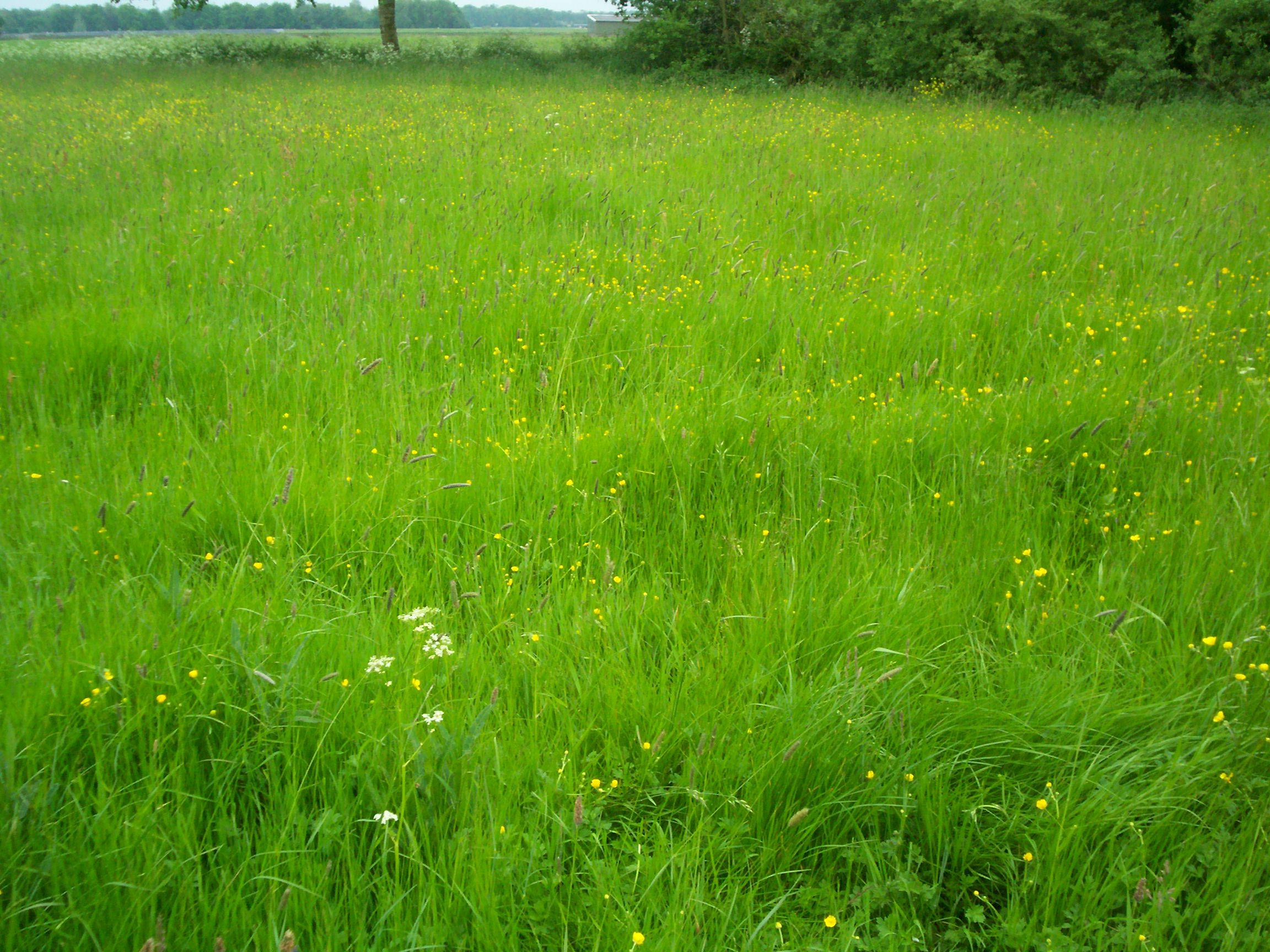 natural grass field pictures image