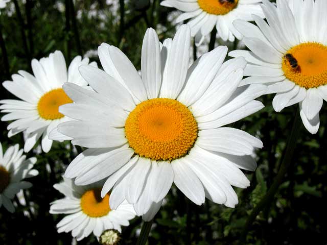 white free flower photo