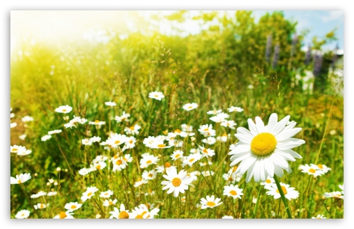 wildflower sunny day image