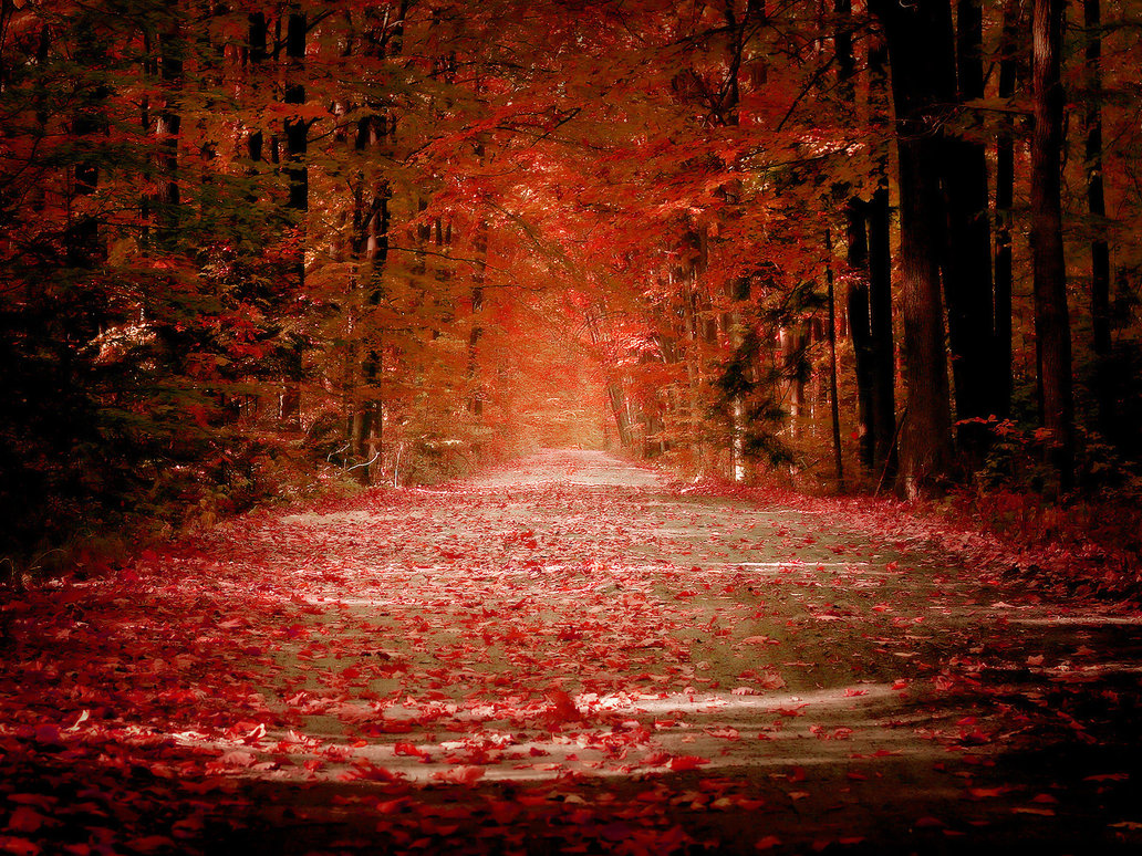 beautiful autumn photos