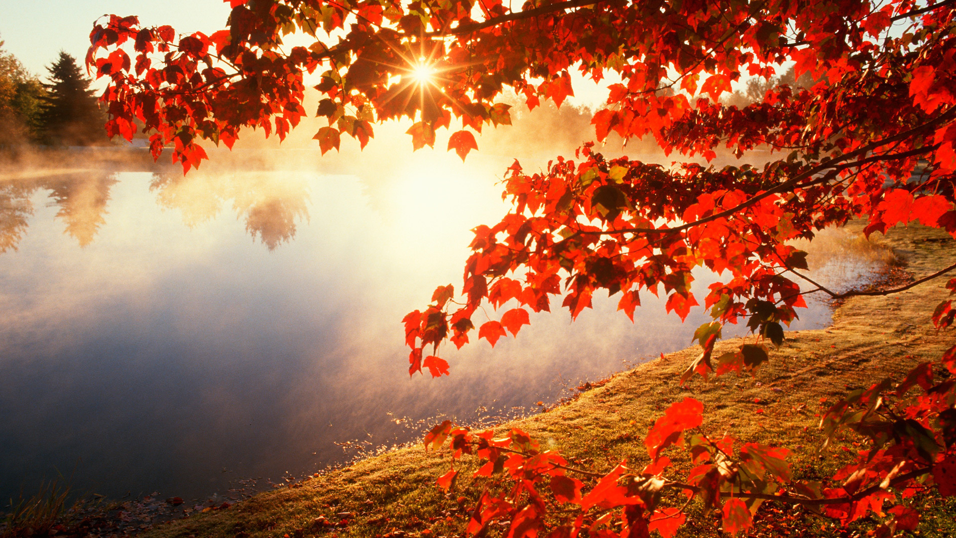 red autumn photos image