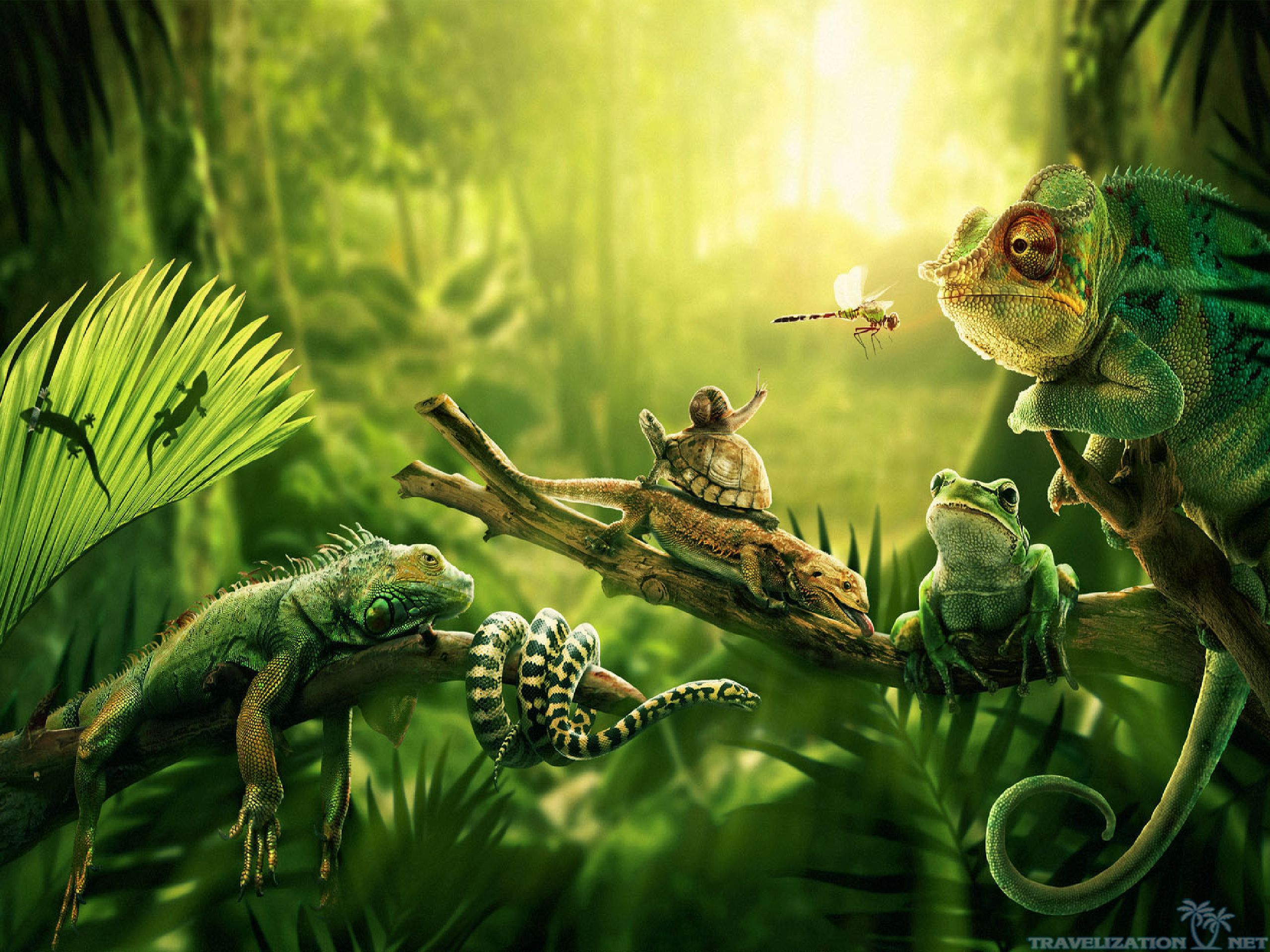 all lizards jungle wallpaper