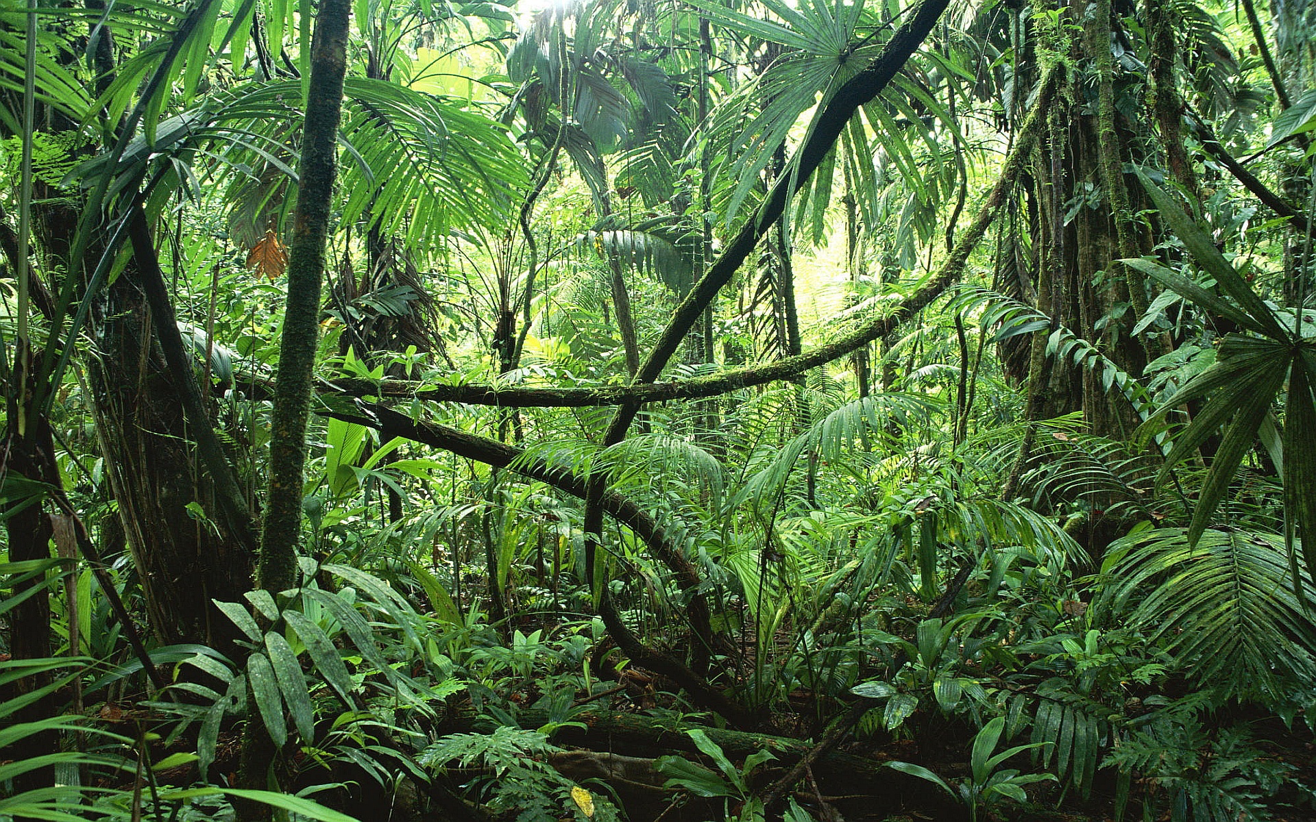 forest jungle wallpaper image