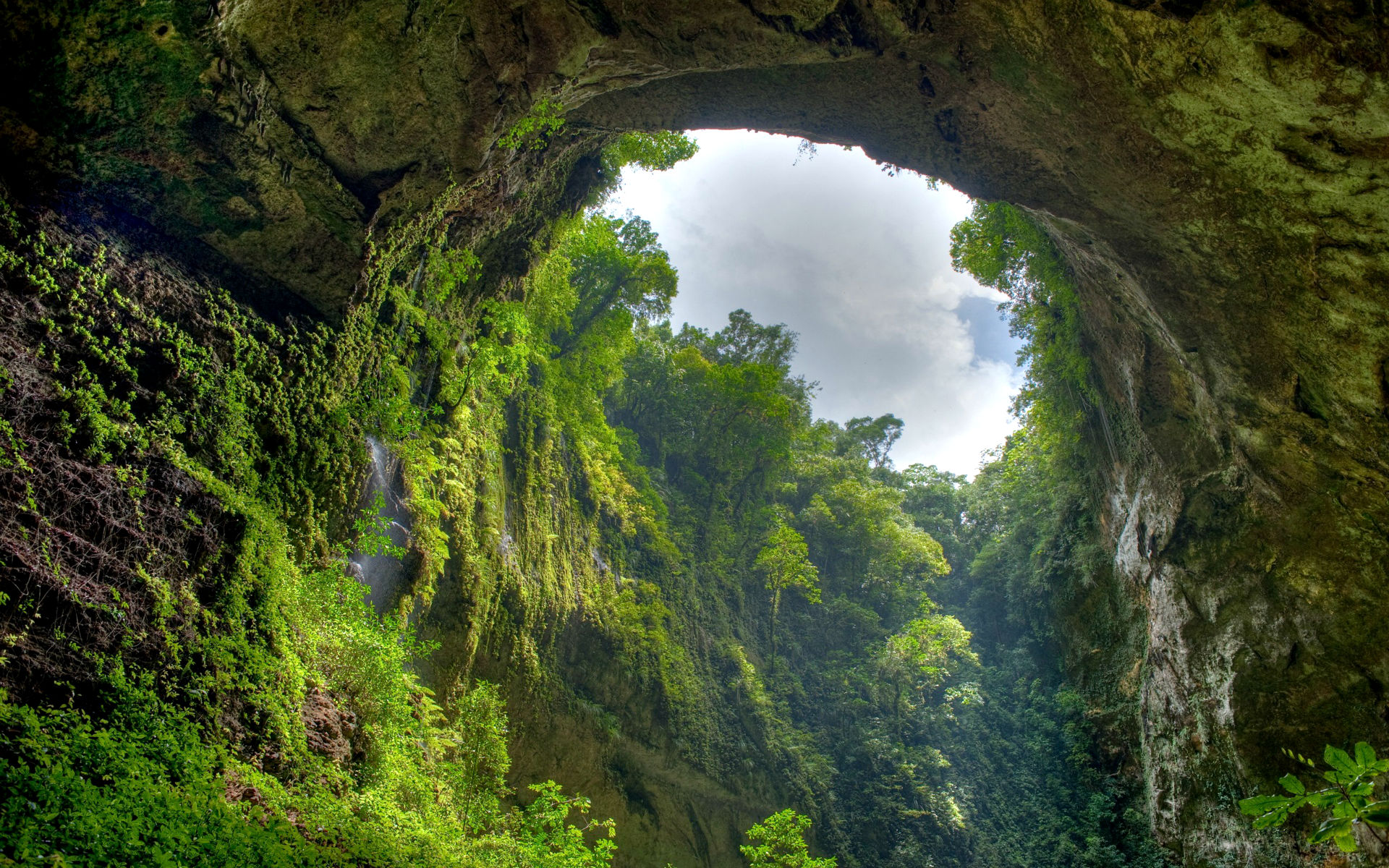 cave jungle wallpaper image