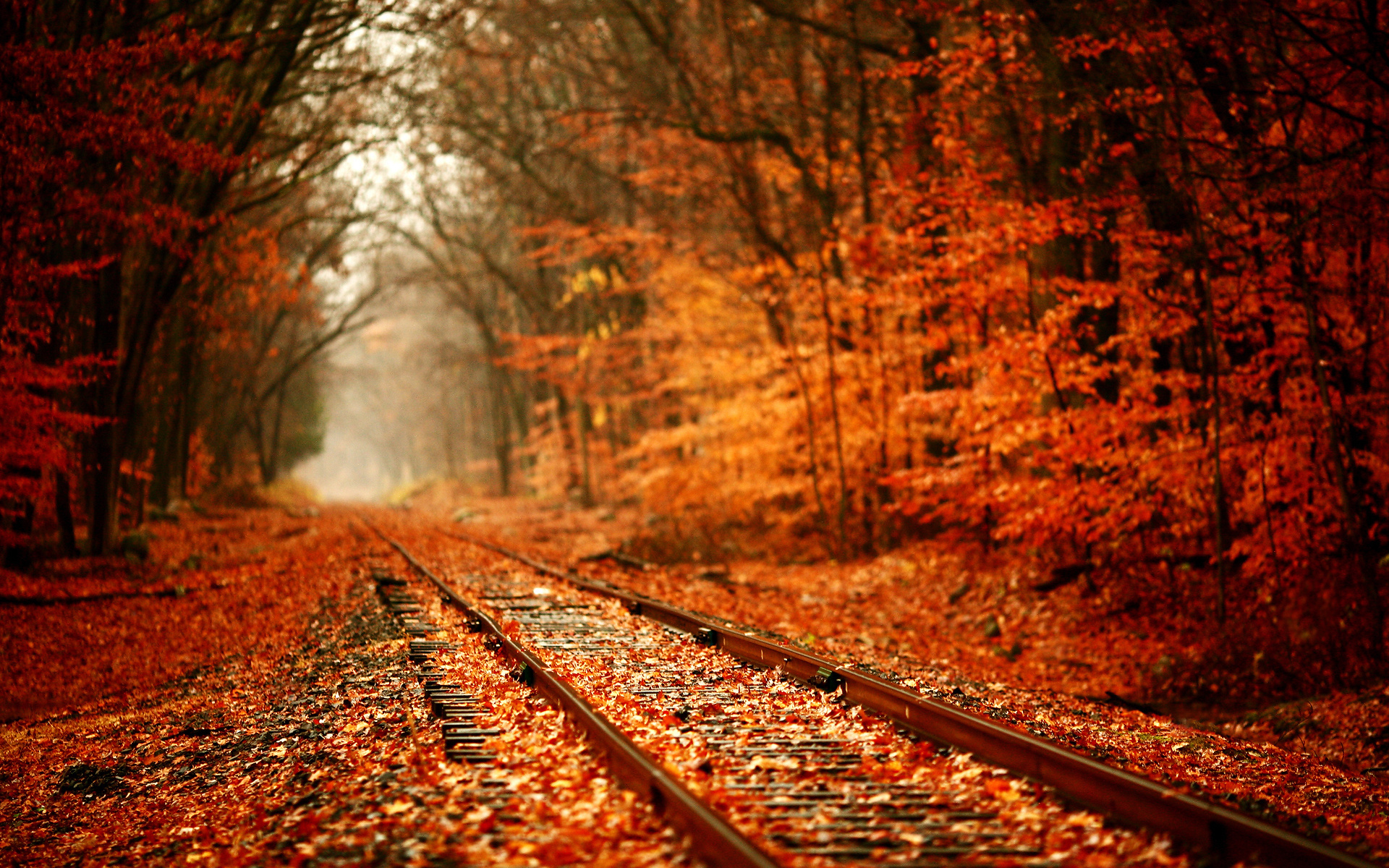 natural leaves autumn photos