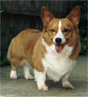 lucy pictures of corgi