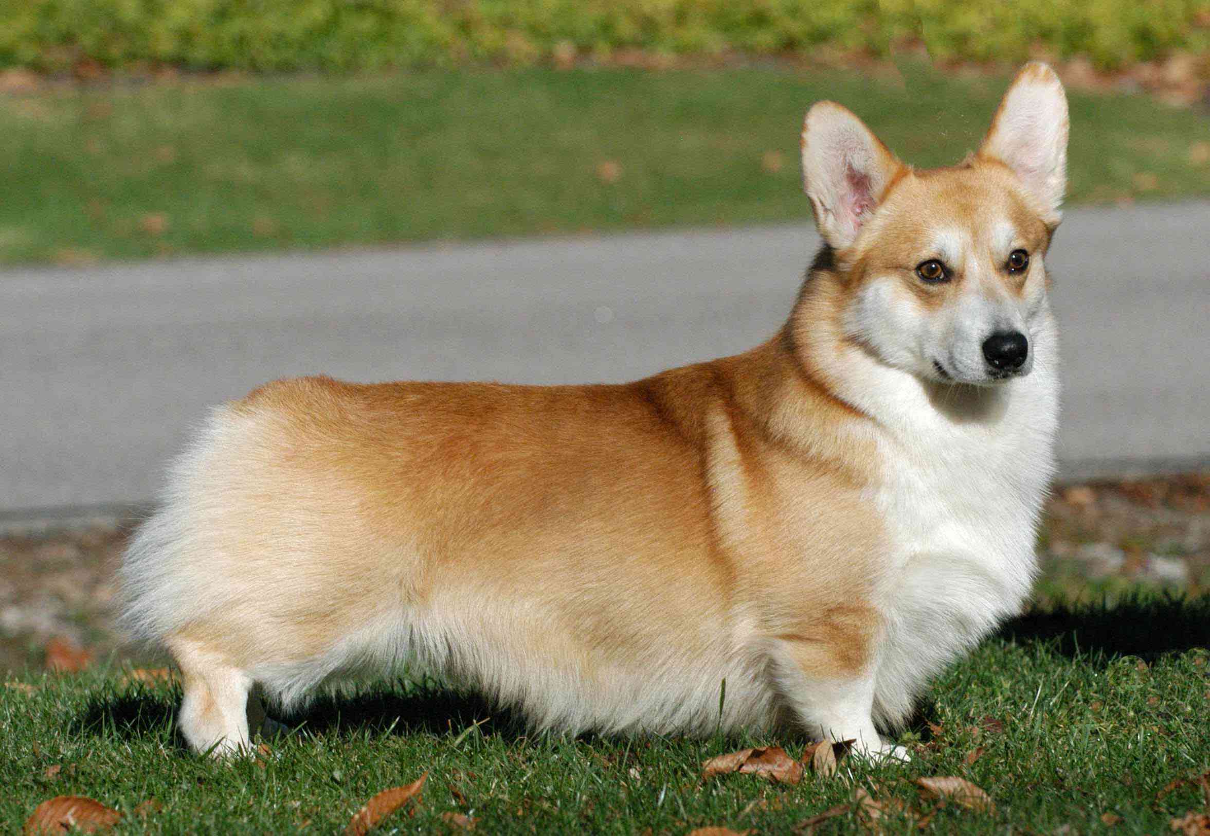 animal pictures of corgi