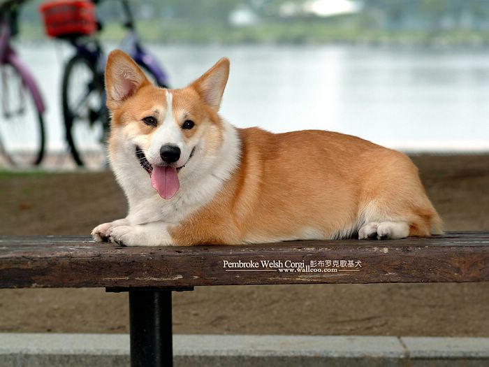 things to do with pictures of corgi