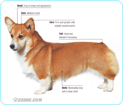 welsh pictures of corgi