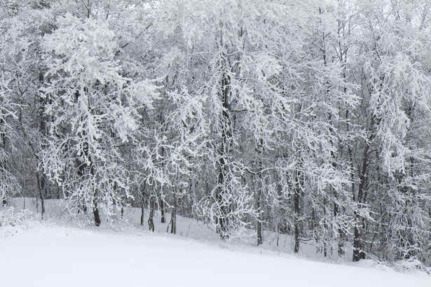 awesome look snow covered trees