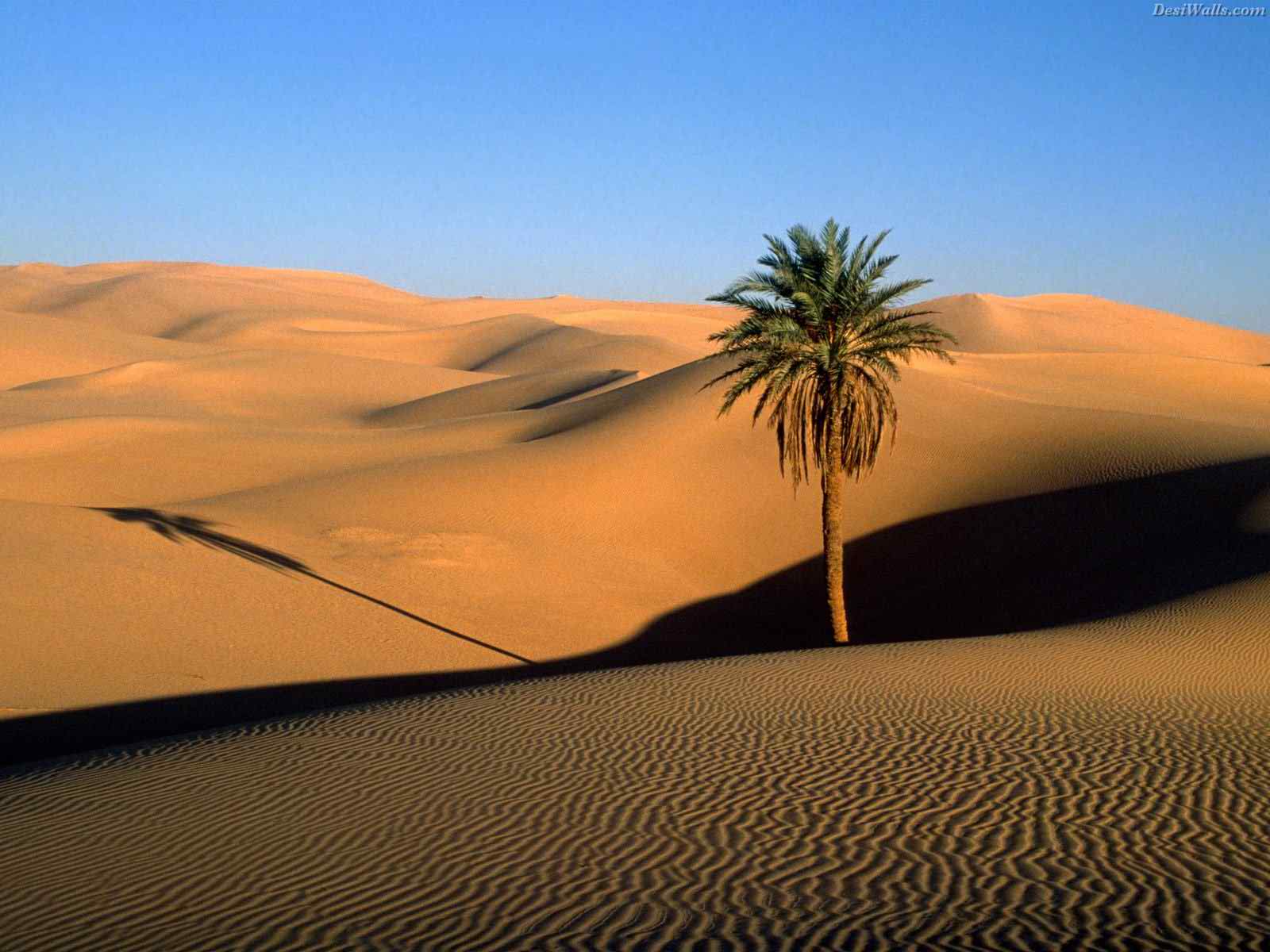 awesome hd desert photos image