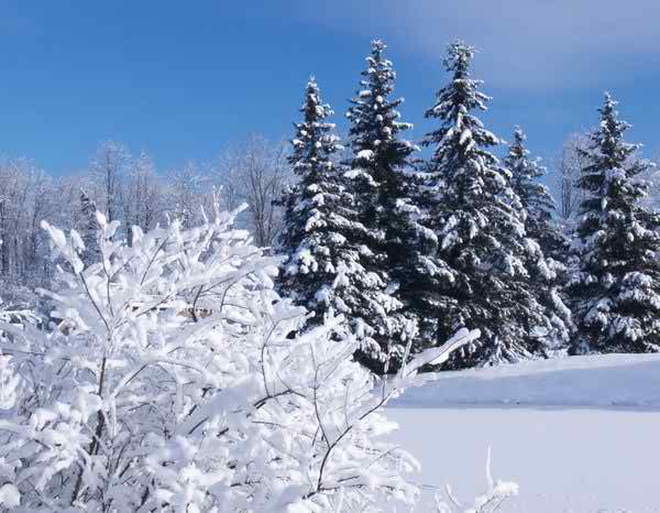 xcitefun snow covered trees image