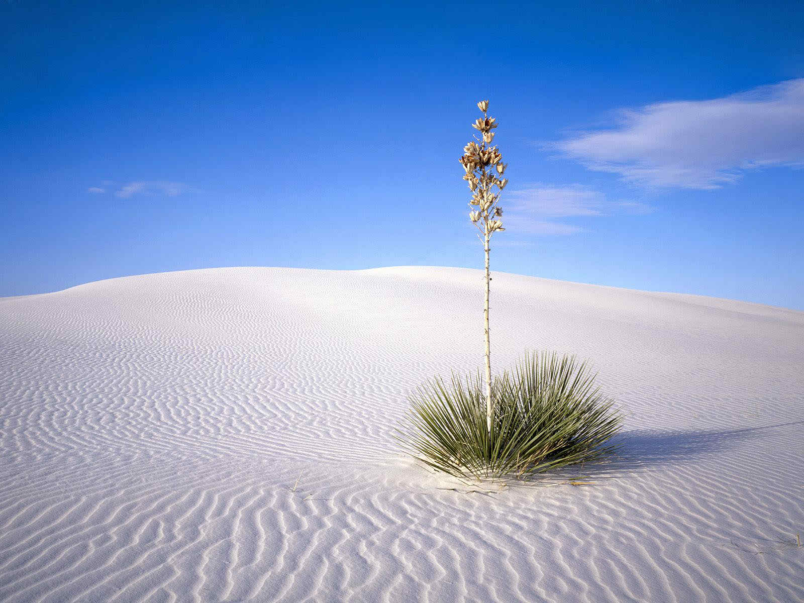 white hd desert photos image