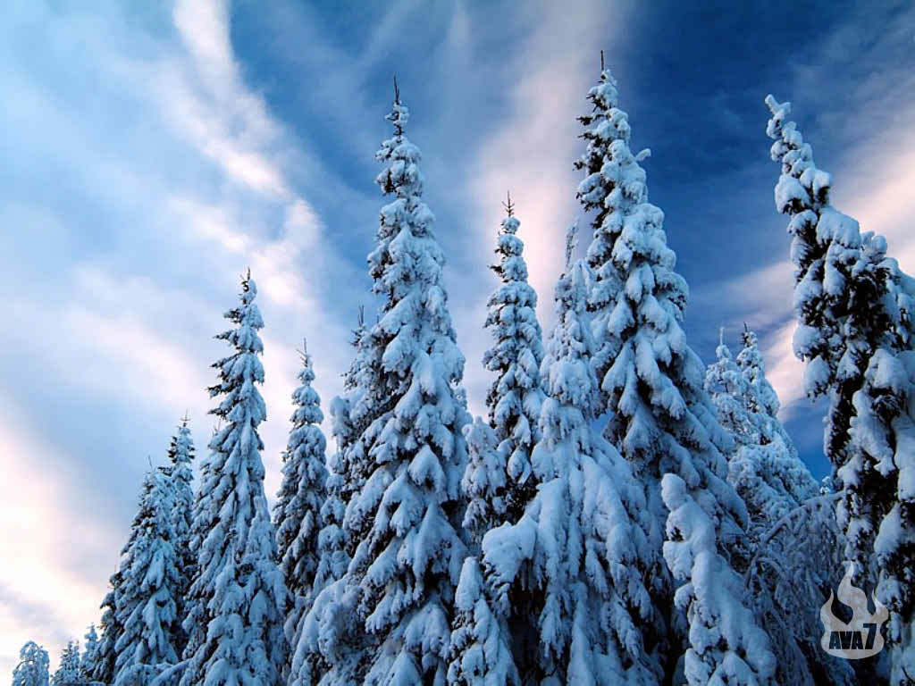 cute snow covered trees image